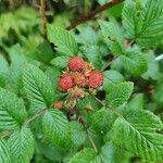 Rubus niveus Fruit