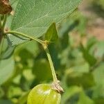 Nyctanthes arbor-tristis Fruit