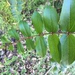 Coriaria ruscifolia Muu