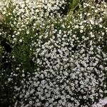 Gypsophila elegans Hábito