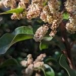 Rhus ovata Flower