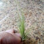 Tillandsia festucoides List