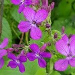 Lunaria annuaLorea