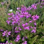 Erica cinereaFlower