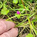 Centaurium pulchellum Fleur