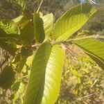 Psidium guajava Leaf