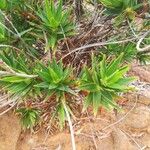 Dracophyllum mackeeanum Hoja