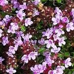 Thymus serpyllum Flower