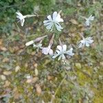 Silene italica Kwiat