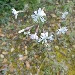 Silene italica Blüte