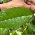 Persicaria chinensis برگ