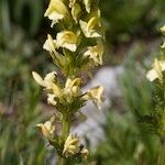 Pedicularis ascendens Other