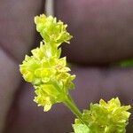 Alchemilla saxatilis Цветок