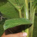 Hylaeanthe unilateralis Hoja