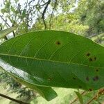 Byrsonima crassifolia Feuille