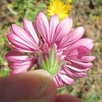 Palafoxia hookeriana Flor