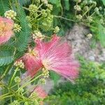 Albizia julibrissin Květ