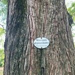 Metasequoia glyptostroboides Кора
