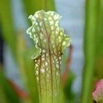 Sarracenia leucophylla 葉