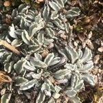 Jacobaea boissieri Jani