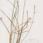 Carex canescens आदत