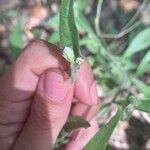 Isocarpha oppositifolia Blomst