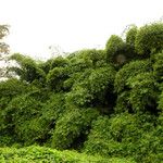 Bambusa vulgaris Хабит