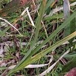 Carex parviflora Hoja