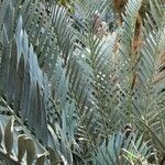 Encephalartos lehmannii Hoja