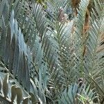 Encephalartos lehmannii ഇല