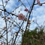 Prunus mumeFlower