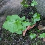 Lactuca muralisBlad