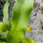 Epiphyllum oxypetalum Yaprak