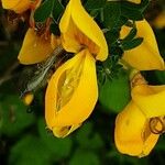 Cytisus decumbens Flor