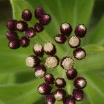 Psiadia anchusifolia Flower