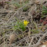 Gagea bohemica Fula