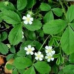 Potentilla × mixta Blüte