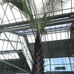 Dypsis decaryi Агульны выгляд