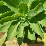 Sedum telephium Leaf
