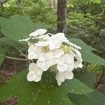 Hydrangea quercifoliaBloem