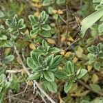 Acinos arvensis Leaf