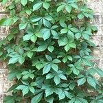 Parthenocissus quinquefoliaFolha