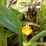 Scorpiurus vermiculatus Flower