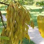 Fraxinus pennsylvanica Fruit