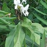 Hedychium coronarium Levél