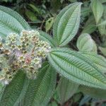 Miconia lacera Leaf