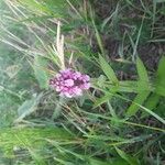 Stachys palustrisKvět