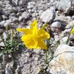 Narcissus assoanus Flower