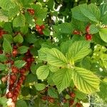 Prunus tomentosa 叶