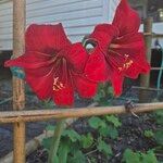 Hippeastrum reginae Õis